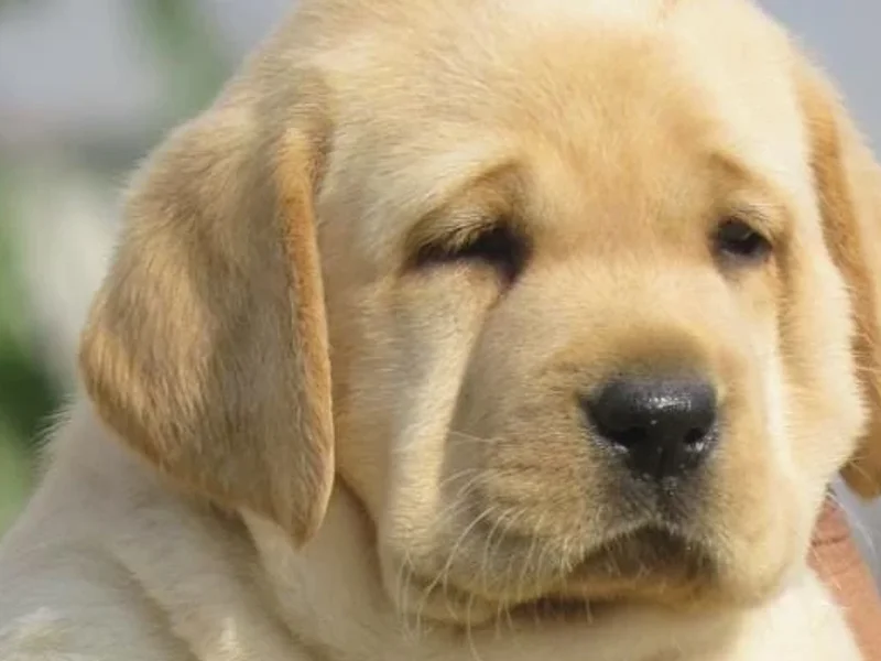 Dogs world dehradun all pet and puppies