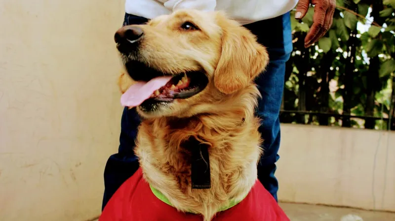 DoG's world dehradun all breed pets,pups available