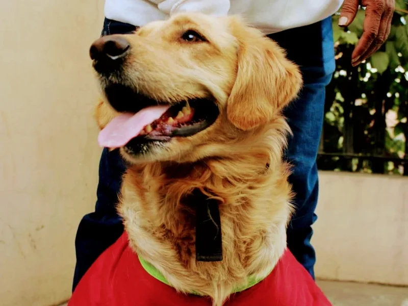 DoG's world dehradun all breed pets,pups available