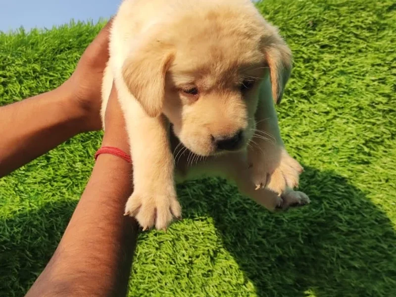 Dehradun Sorav pet shop