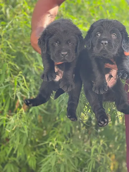 Pet Shop Dog Breeder Dog Hostel