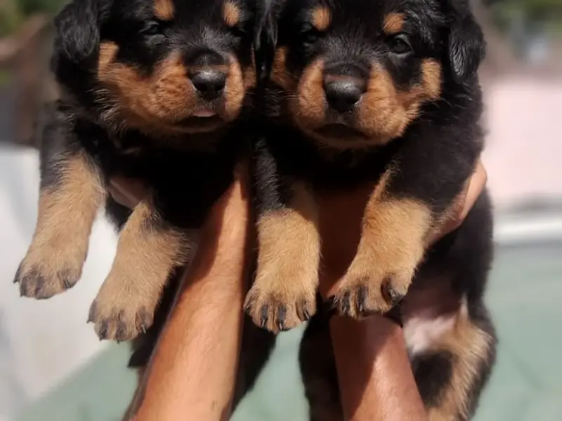 Scooby doo pet shop,spaa and hostel