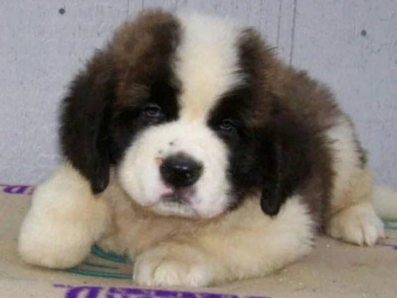 pet shop & fish Aquarium uttrakhand