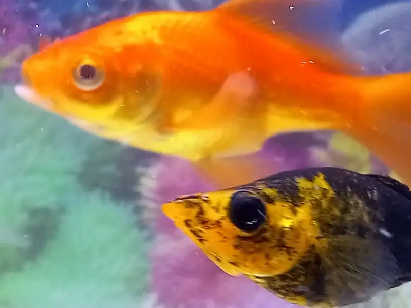 Dream World Aquarium - Aquarium And Fountain In Haridwar