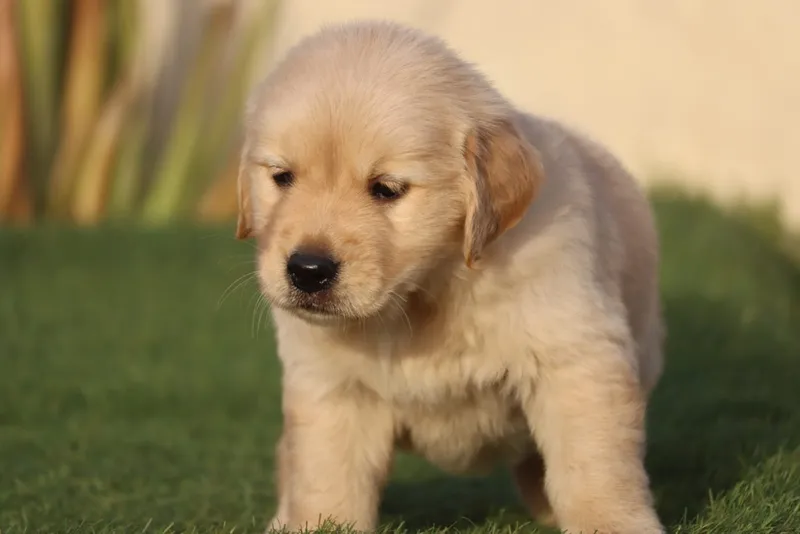 Drishti Puppy Pet Shop | Puppies For Sale | Dogs For Sale | Golden Retriever Puppies | Husky Puppies |
