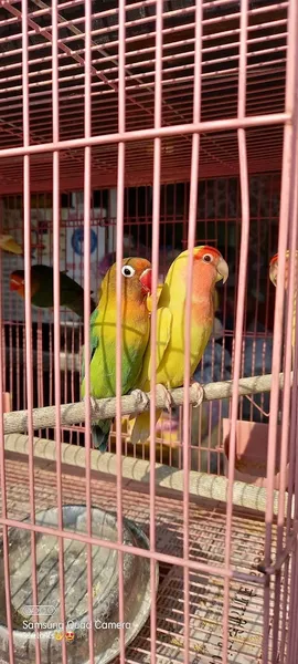 Bird & Pets Shop