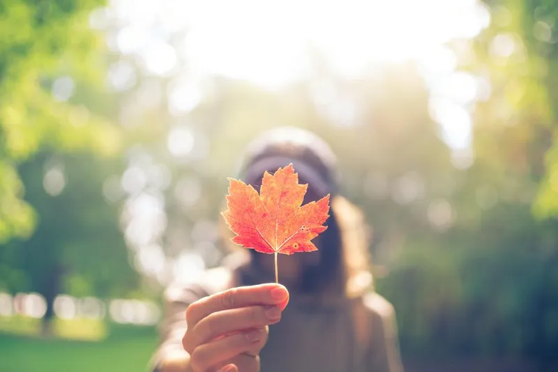 The Maple, home tutions of yoga and dance