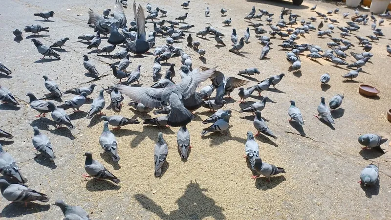 Pigeon Feeding Place