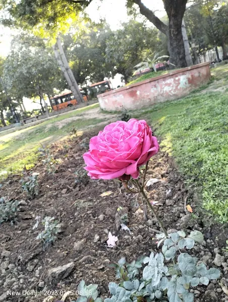 India Africa Friendship Rose Garden