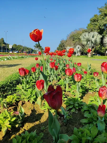 Tulip festival garden