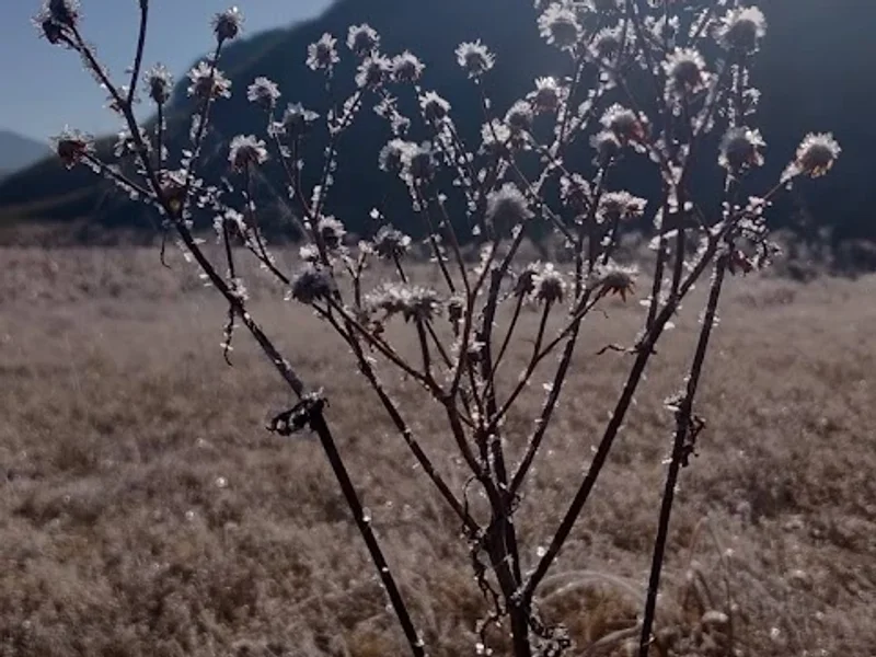 Organic country club