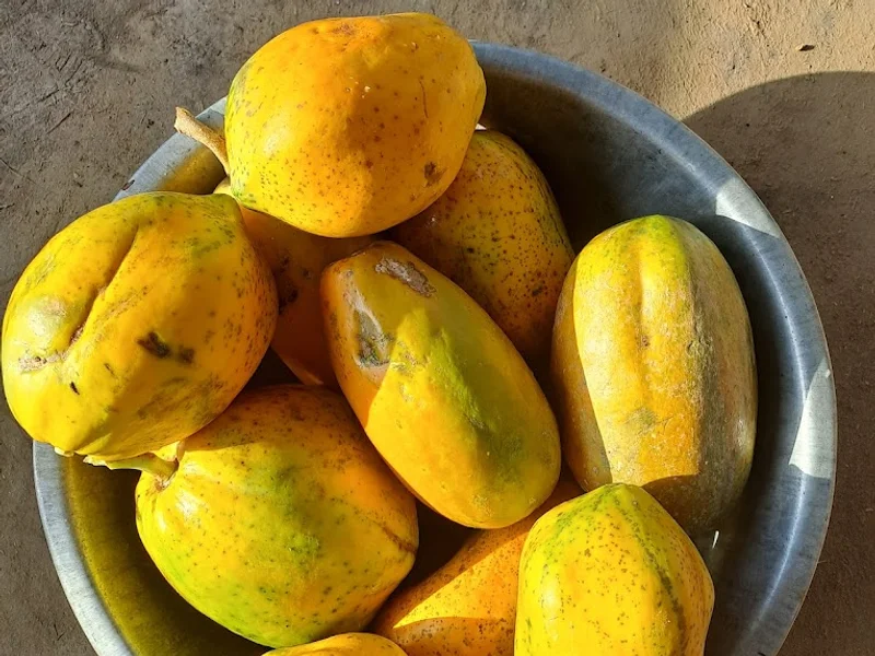 Sehjeevan Farms outlet