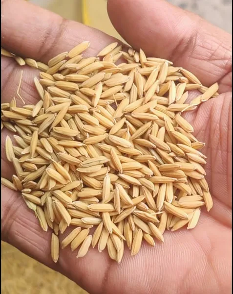 shree shyam seeds