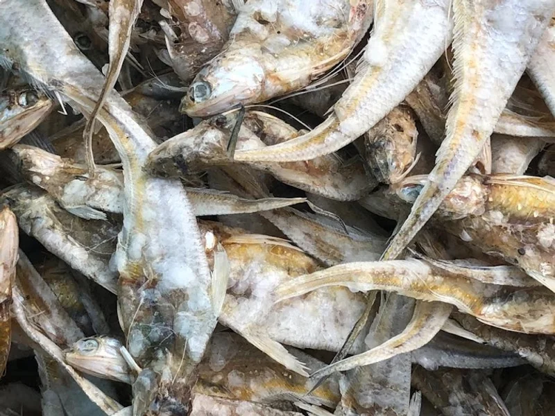 Dry fish collection