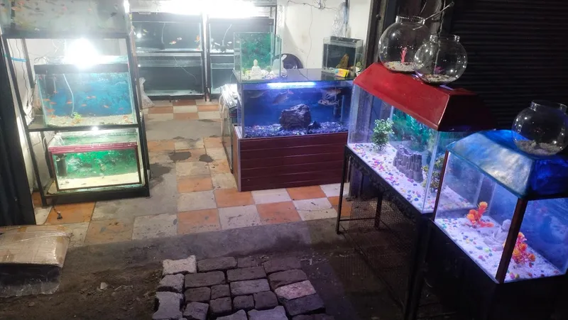 Guru aquarium fish