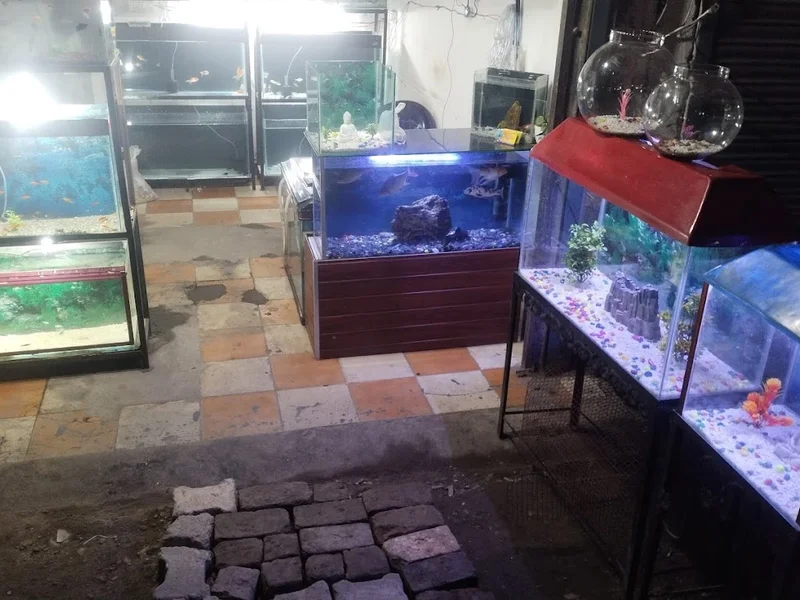 Guru aquarium fish