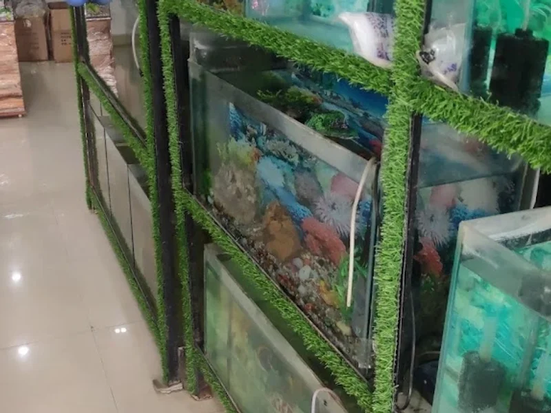 Laxmi Fish & Aquarium