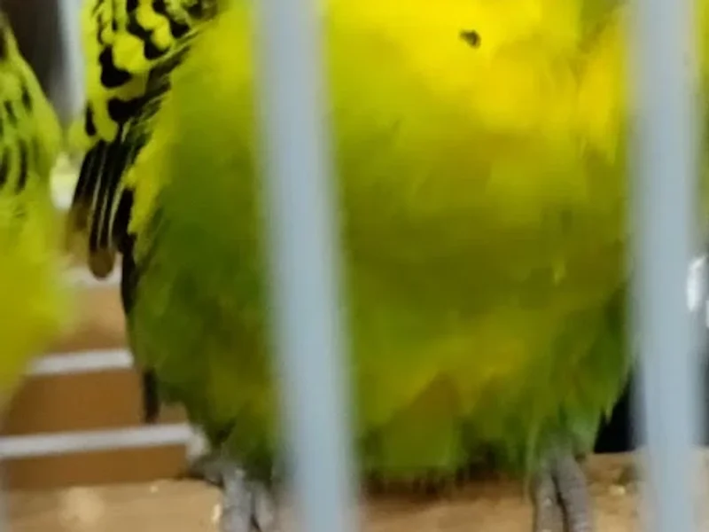 Shubham aquarium fish pet shop