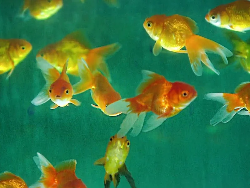 Geetanjali Fish Aquarium