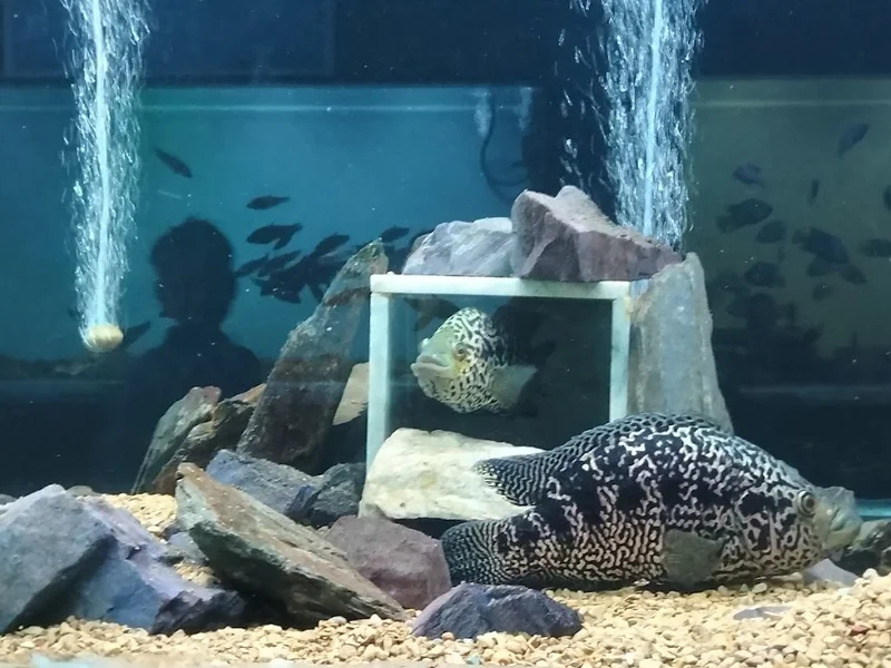 Shiv Mandir,Kailash Pur,D Dehradun