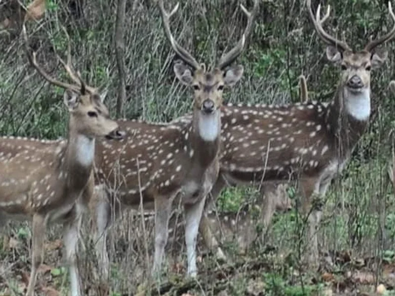Paragliding In Dehradun & Mussoorie (Travel Equator)
