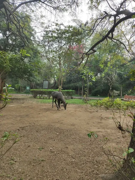 Hauz Khas Forest