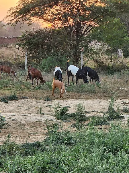 The Kala Farm, South Delhi