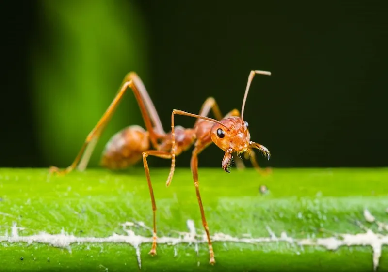 Ambika Pest Control Delhi