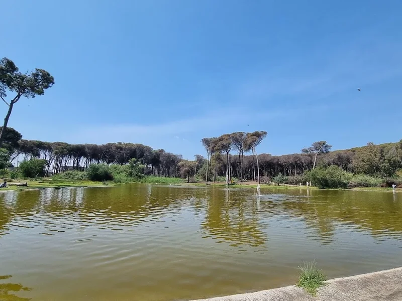 Boschetto della Plaia