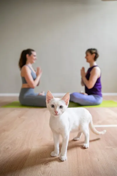 MarySoul Yoga - centro yoga a Milano, yoga con i gatti