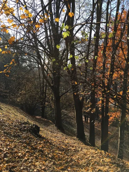 Parco Giacomo Leopardi