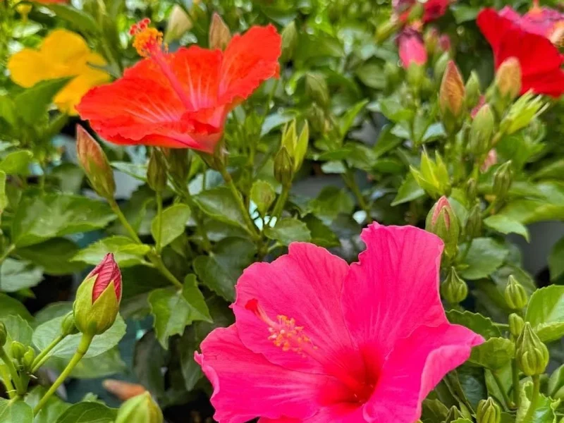 Lavermicocca Gardening & Design