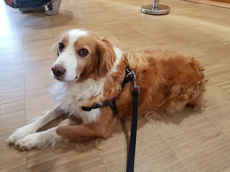 CVRS Policlinico Veterinario Roma Sud