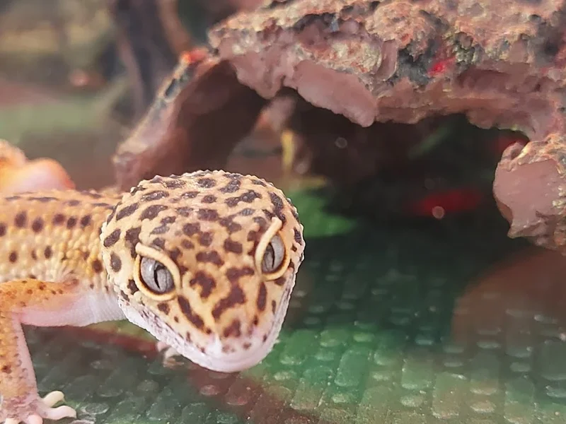 Clinica per Animali Esotici