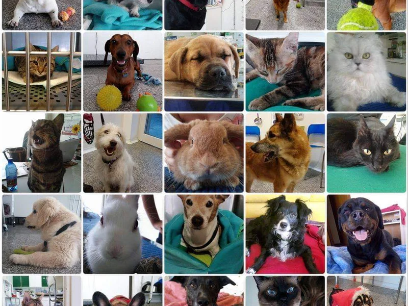 Ambulatorio Veterinario Colle Salario Dott.ssa Bombi Serena