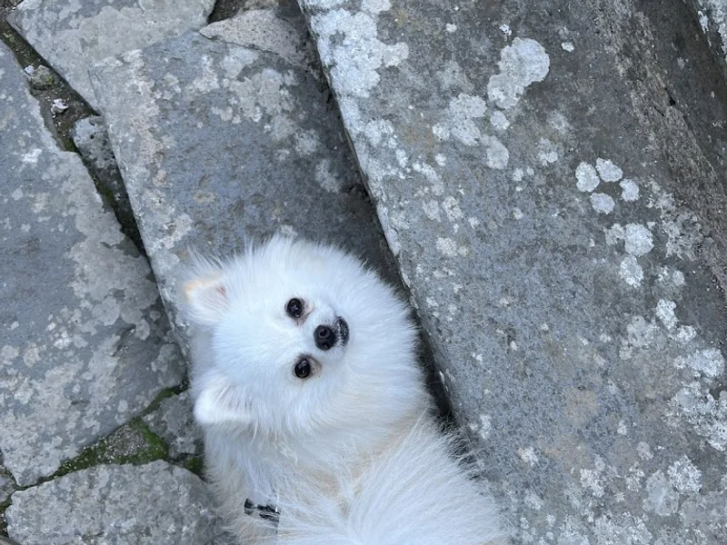 Ambulatorio Veterinario Roma