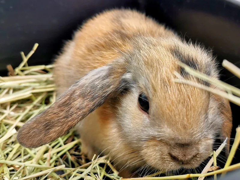 Ambulatorio Veterinario Porta Di Roma