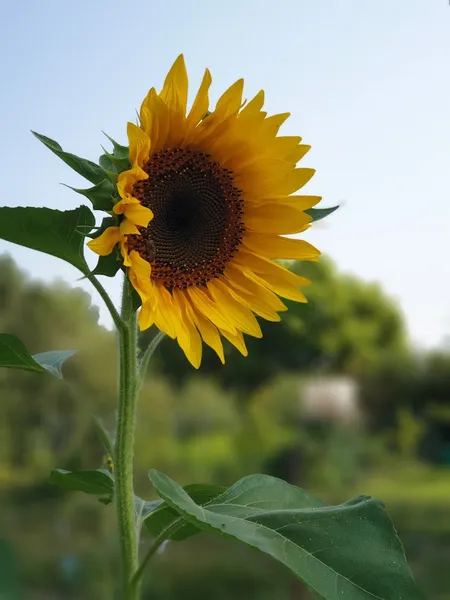 Parco Agricolo Sud Milano