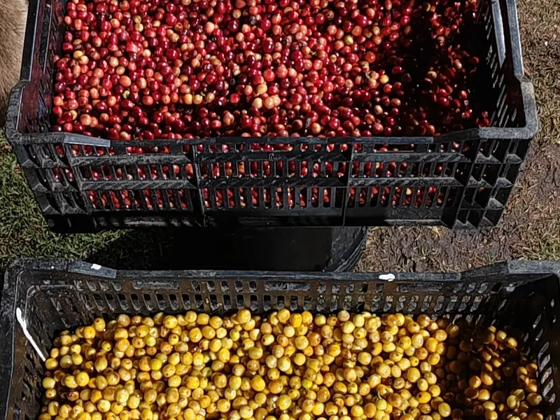 Cafetería Entre nubes de café