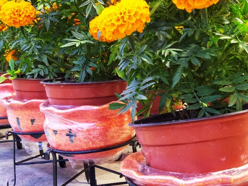 El Sazón de Nonoava