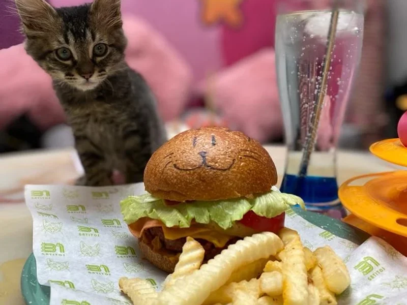 Cat Café 31 Gatitos