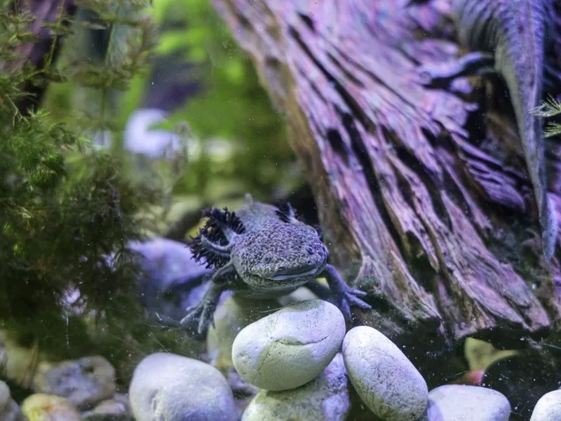 Papalote Museo del Niño