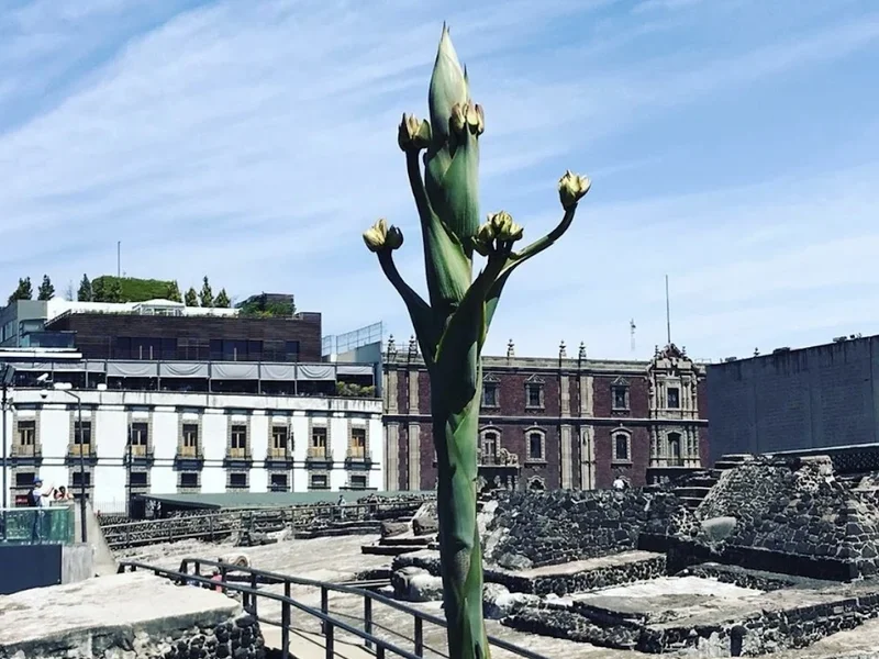 Museo del Templo Mayor