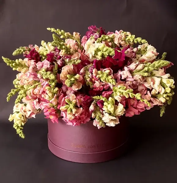 Florería Guapa con Flores - Flores a Domicilio Envía flores