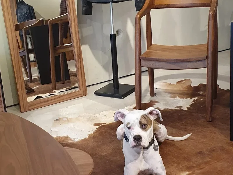 Duque di Galliano | Polanco Newton