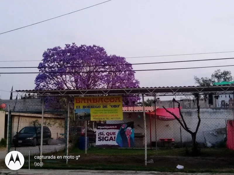 Barbacoa Del Buen Pastor