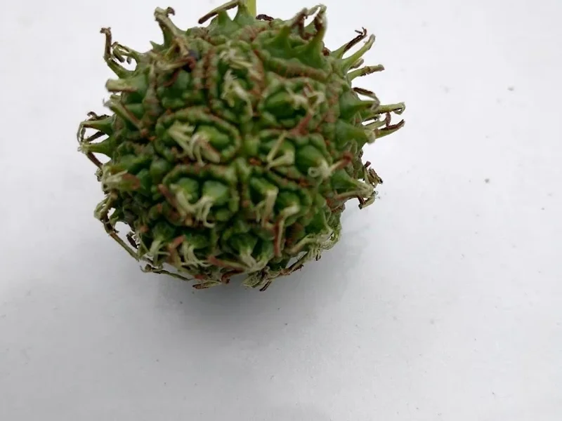 Super ofertas via morelos