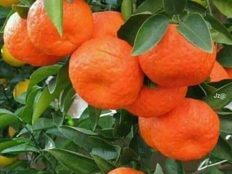 Frutas verduras y algo mas "LOS PITUFOS "