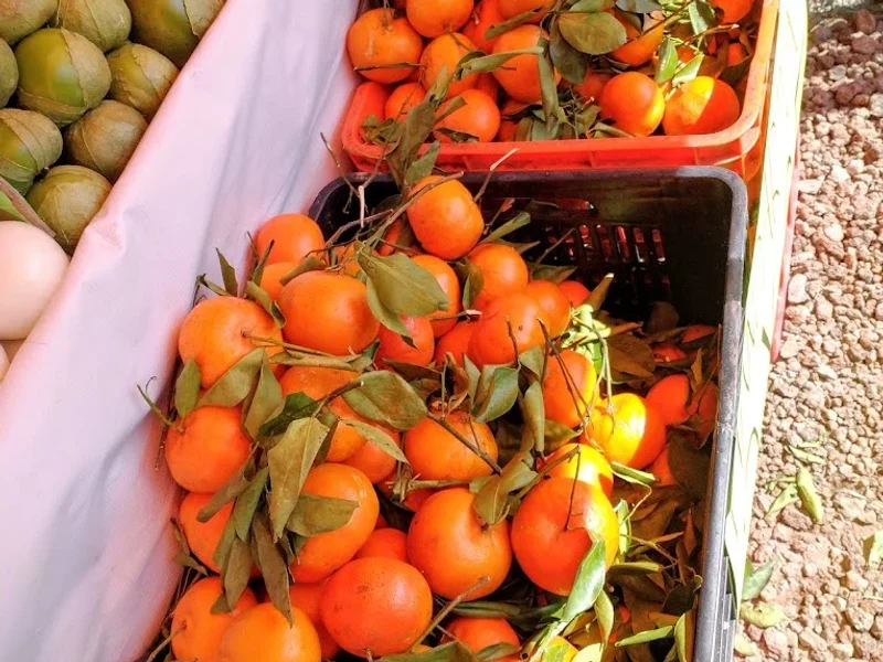 FRUTAS Y VERDURAS "LA CHIDA"