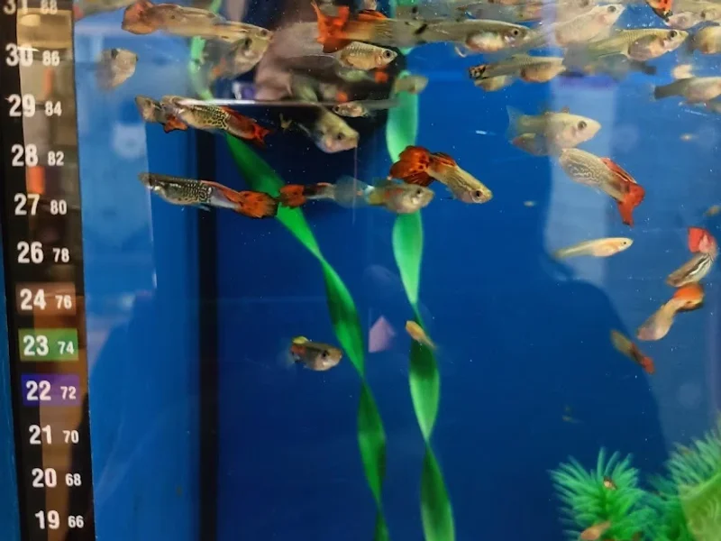 +Kota Álvaro Obregón